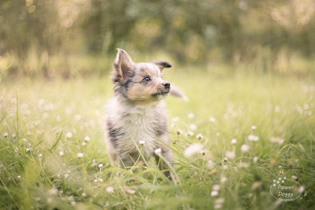 foto van een merle mini aussie puppy in groen gras met witte bloemen