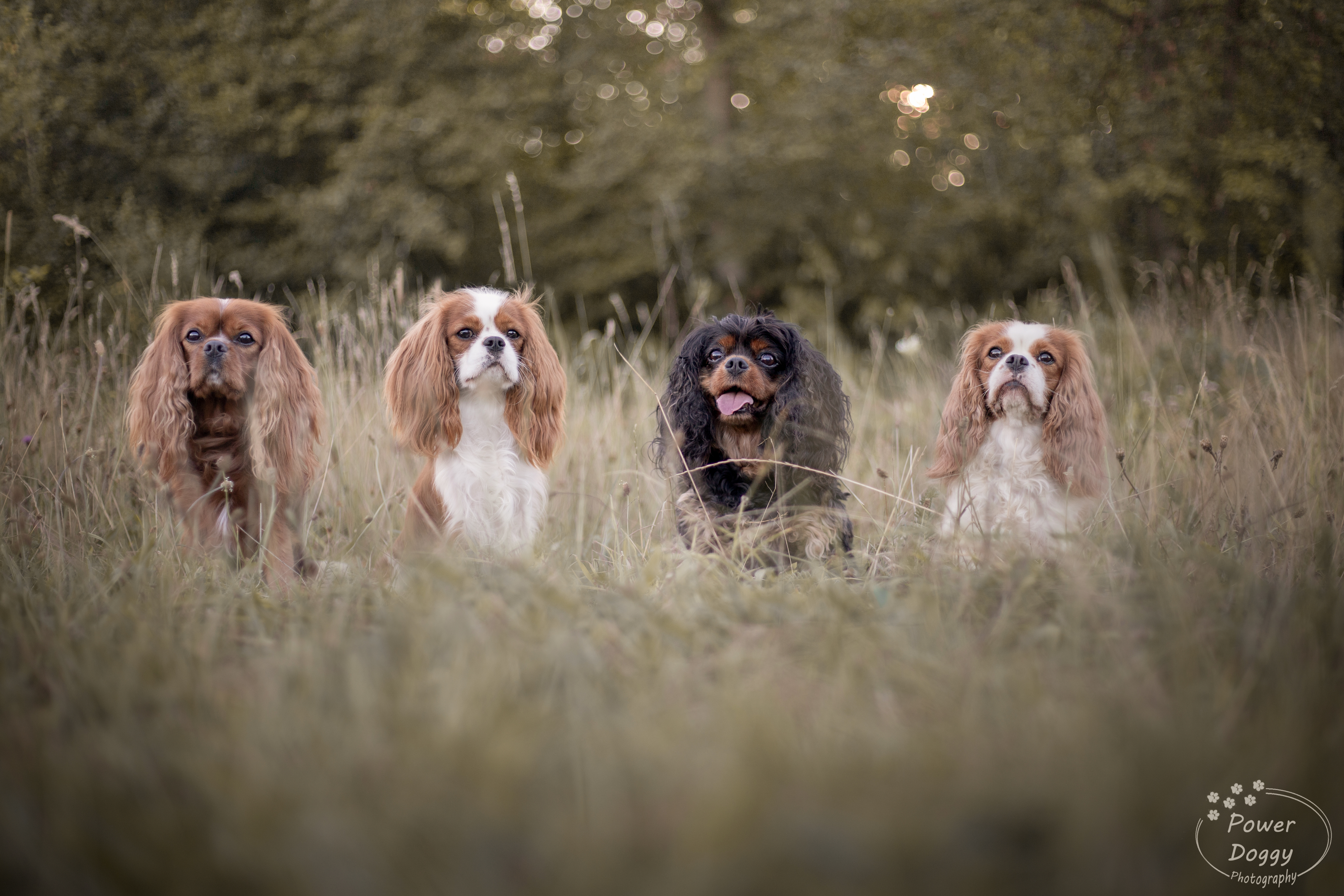 foto van vier hondjes op een rij in de natuur