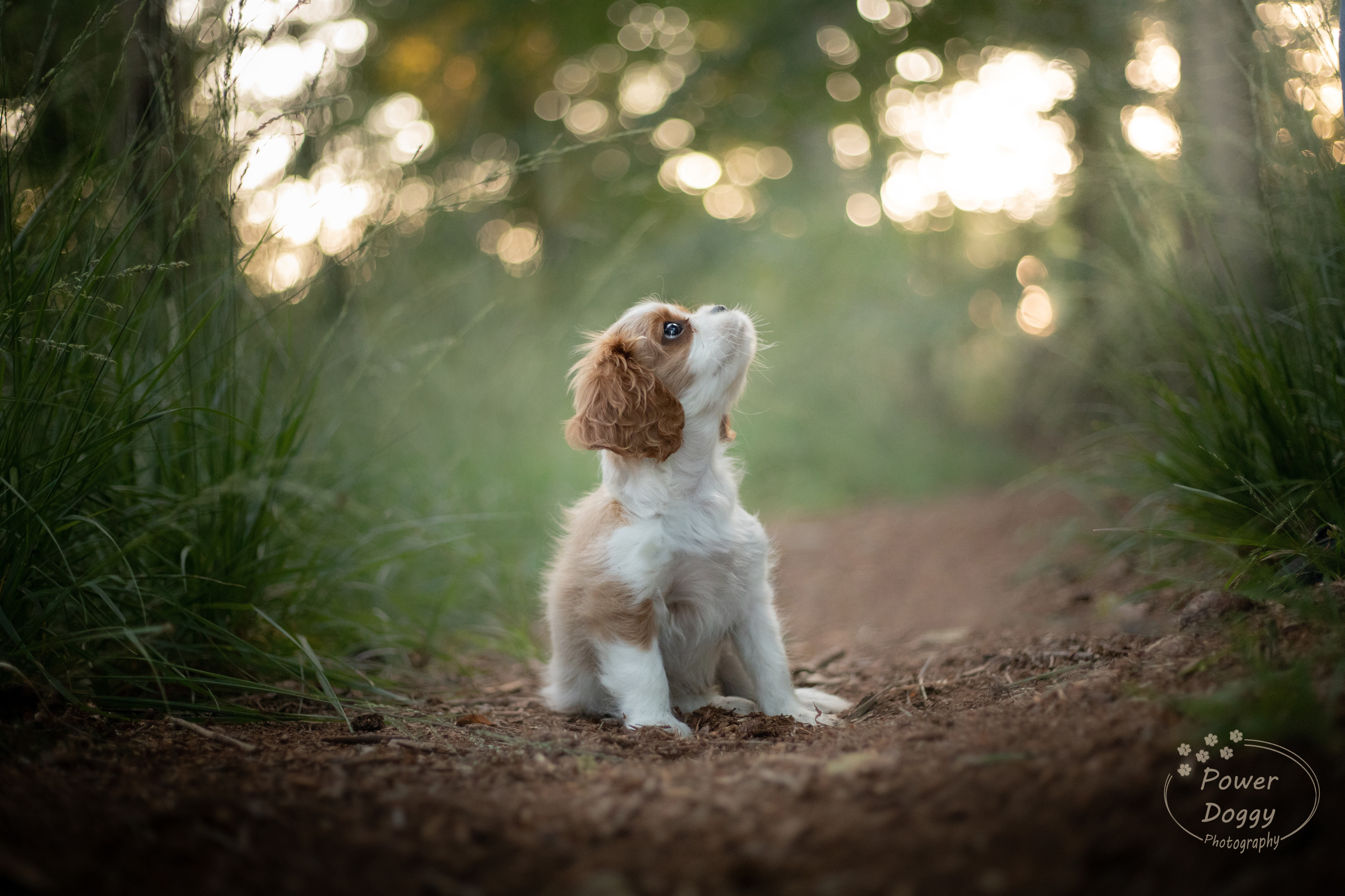 foto van een blenheim cavalier puppy