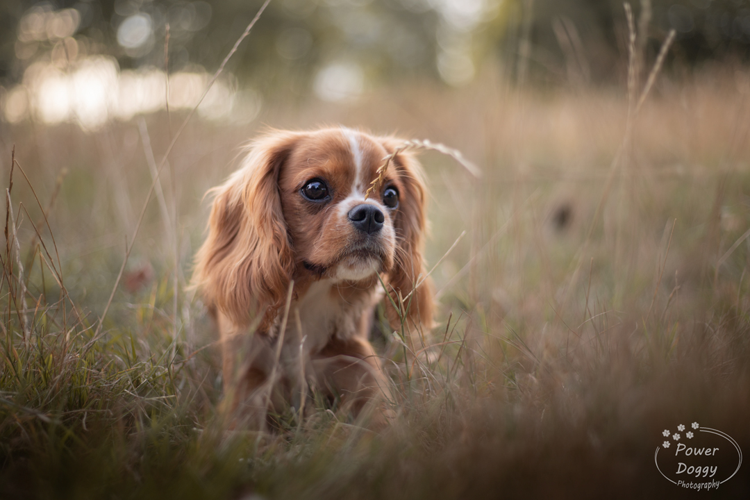 foto van een puppy cavalier met een grasspriet voor zijn neus