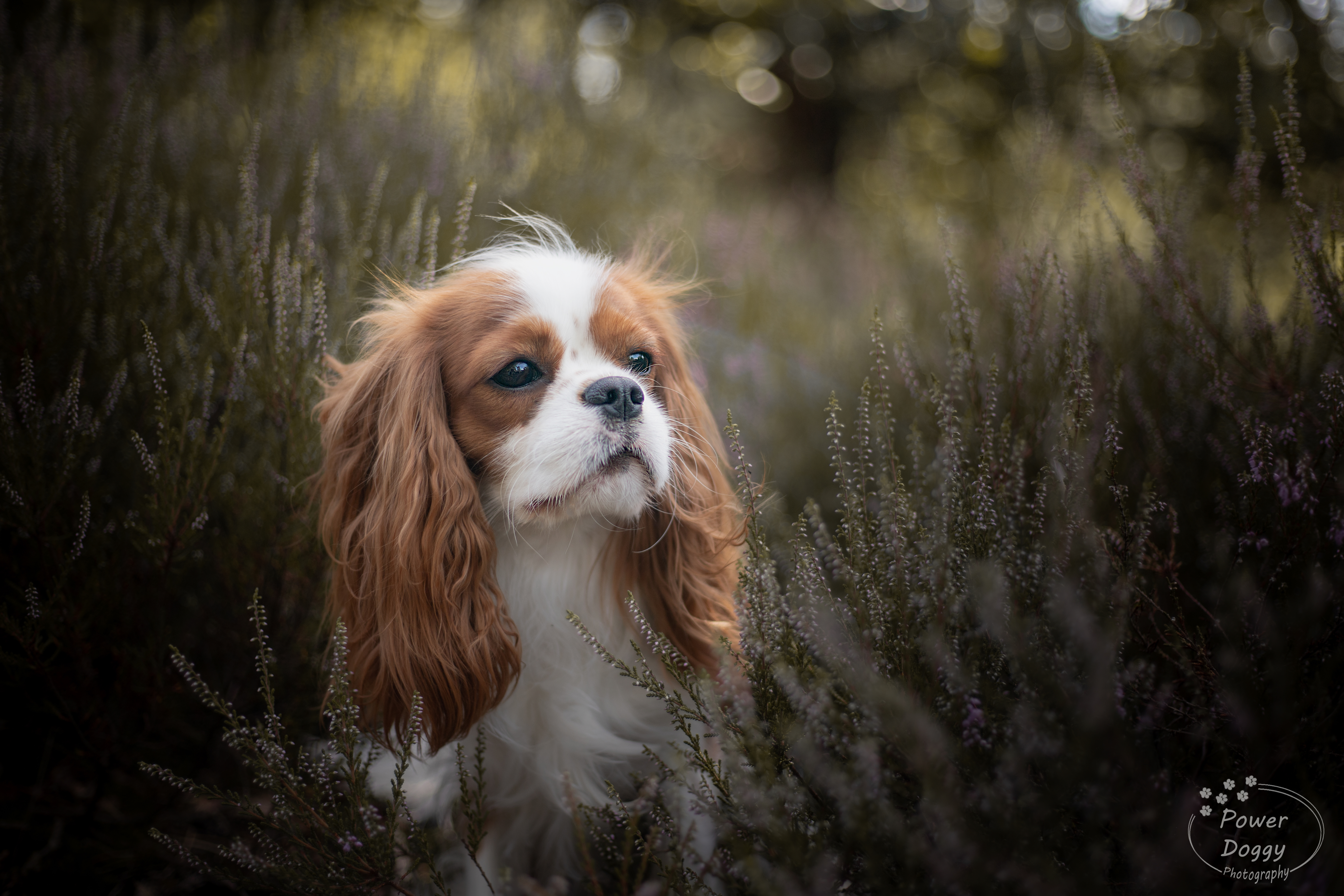foto van een wit bruine hondje tussen de heide