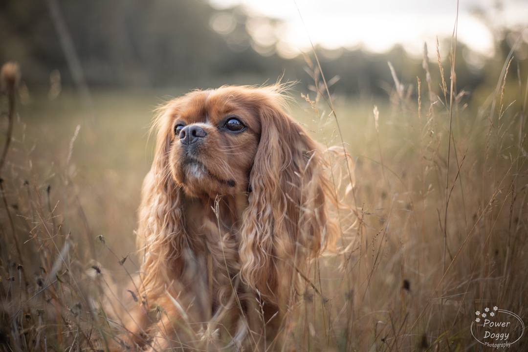 foto van een bruin hondje een cavalier tussen de grassen  met een zonsondergang