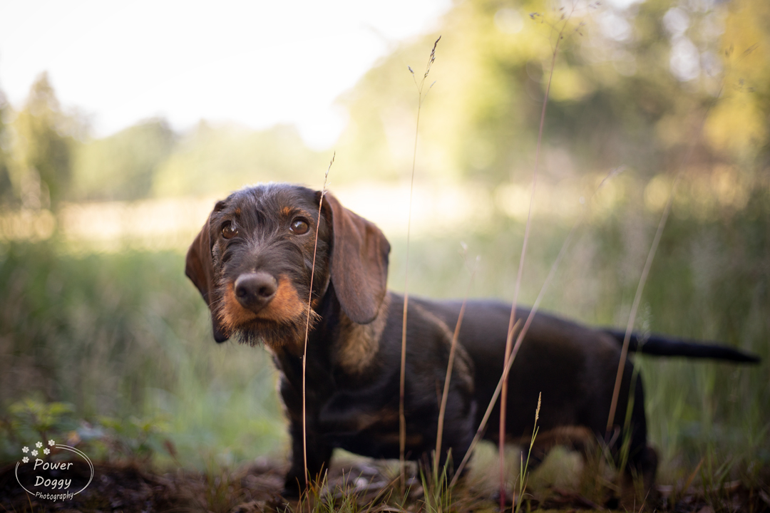 foto van een teckel in de natuur