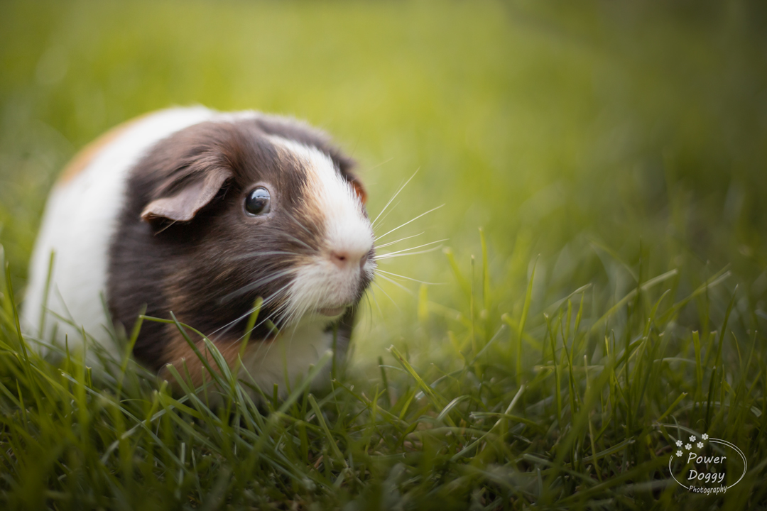 foto van een cavia op gras