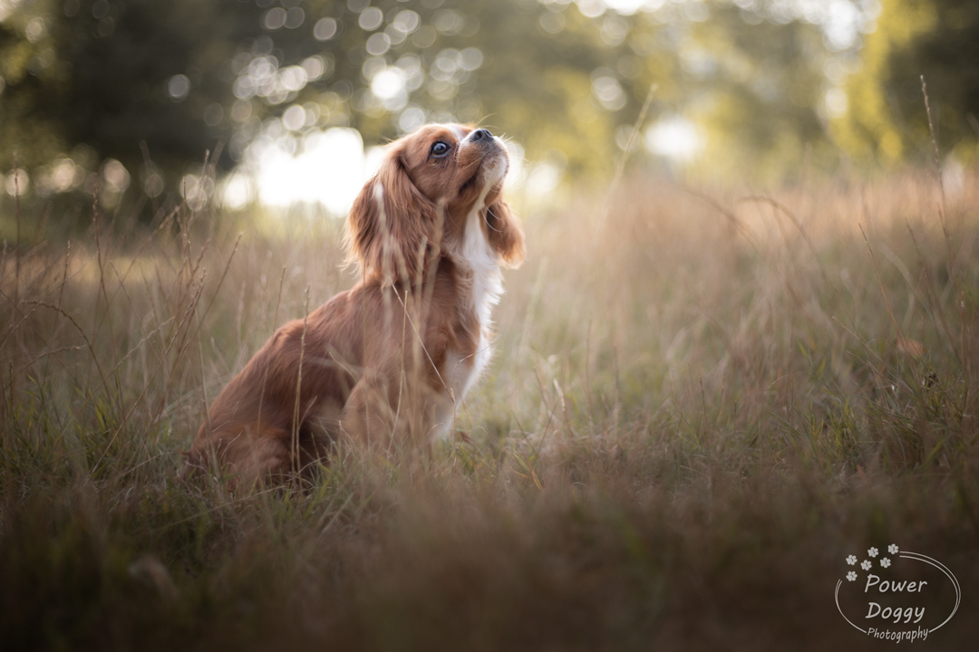 warme foto van een bruine hondje in het gras met een zonsondergant