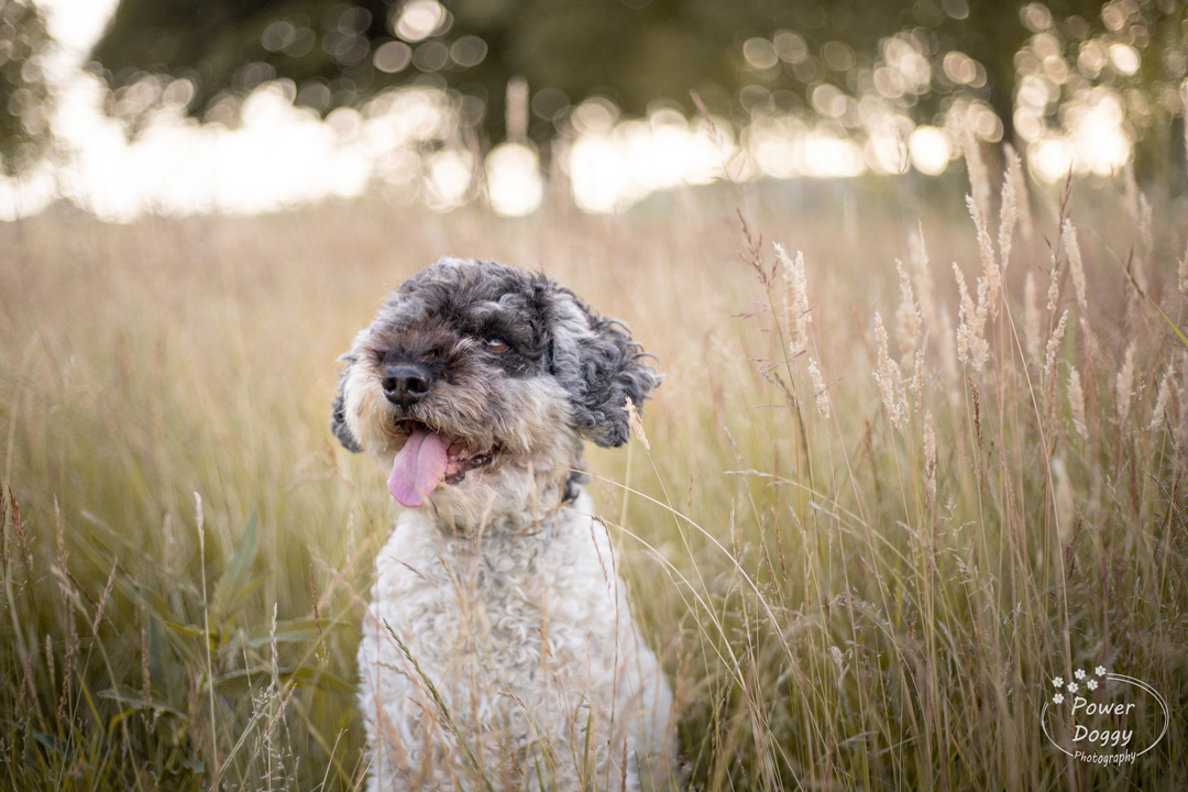 warme foto van een zwart witte hond tussen grassen en met zonsondergang