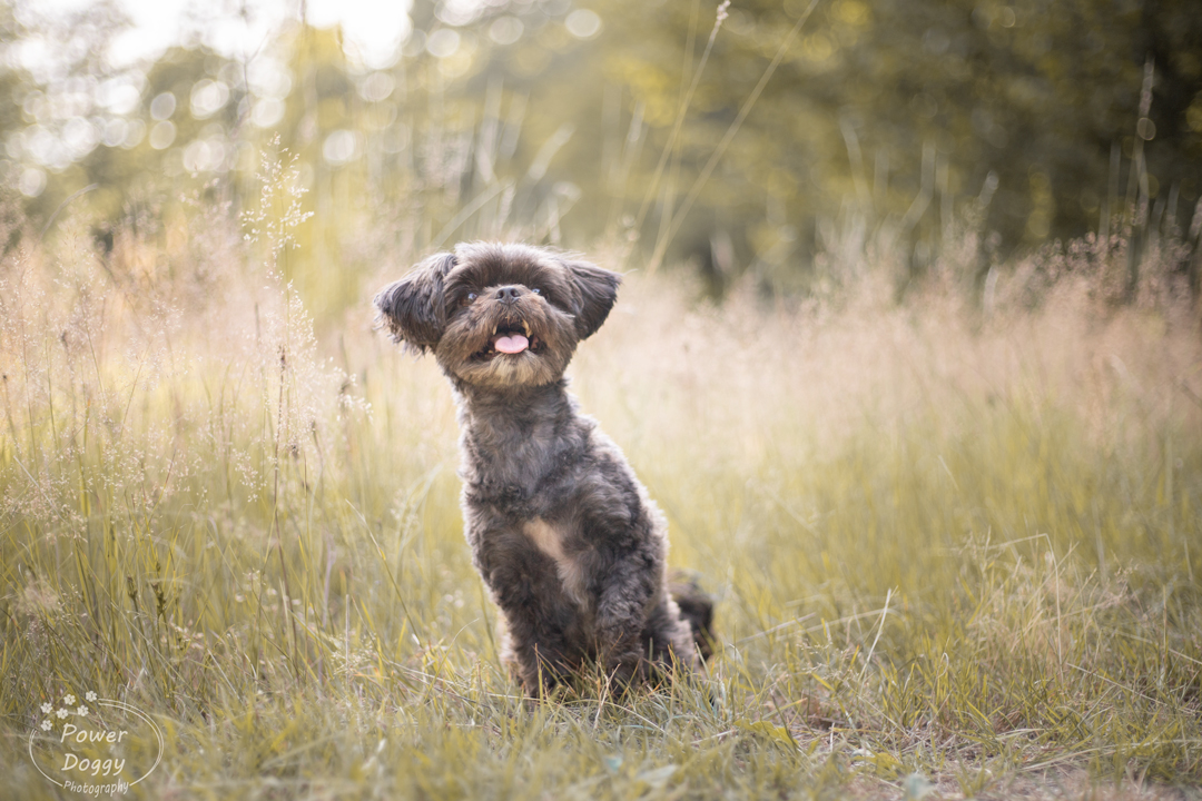 warme foto van een zwart hondje op gras