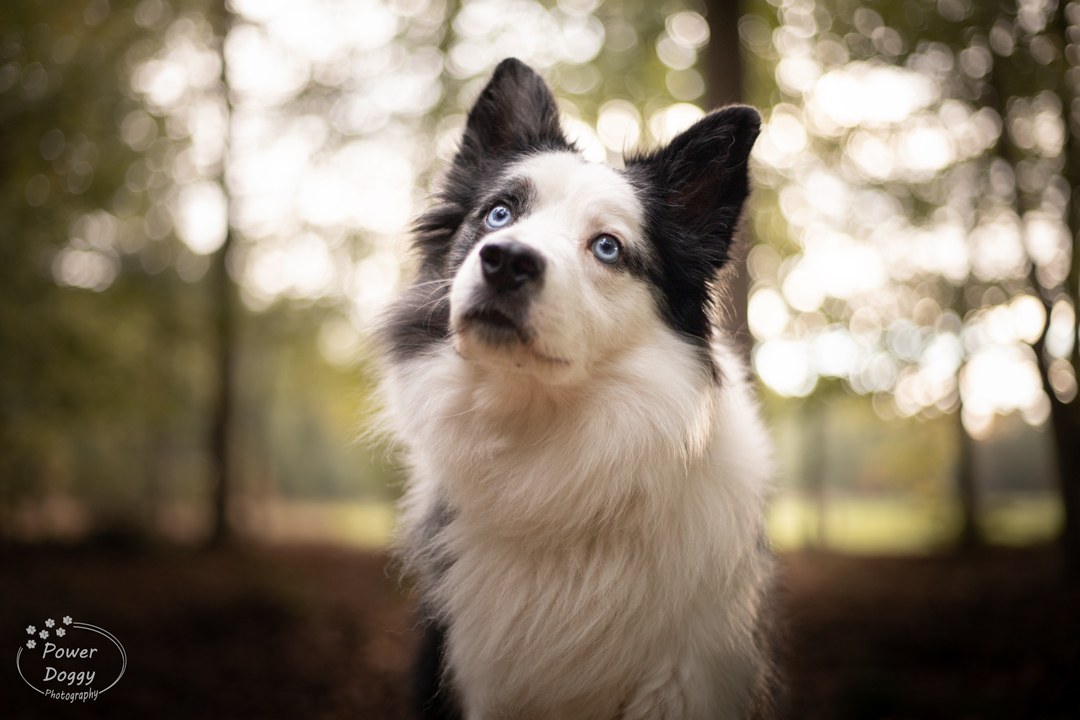 foto van een zwart witte Border collie met blauwe ogen