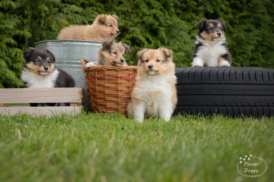 foto van een nest sheltie puppies
